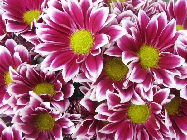 Types of chrysanthemums with photos and names