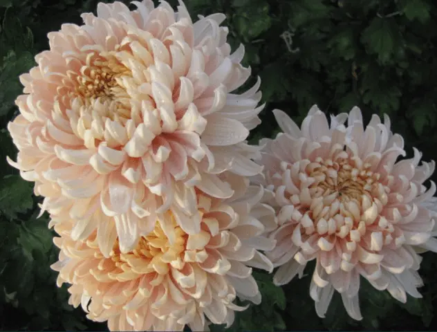 Types of chrysanthemums with photos and names