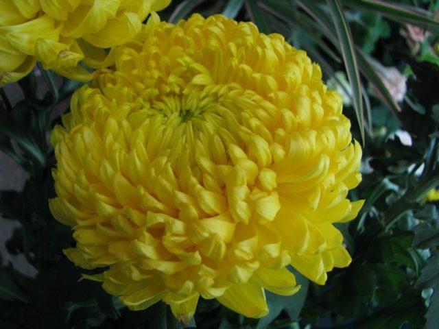 Types of chrysanthemums with photos and names