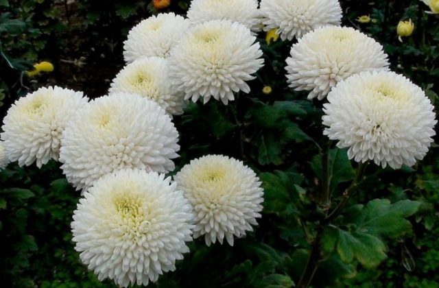 Types of chrysanthemums with photos and names