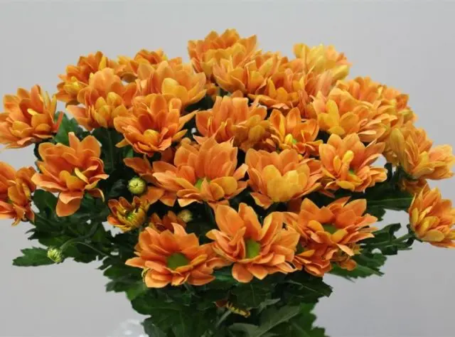 Types of chrysanthemums with photos and names