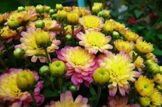 Types of chrysanthemums with photos and names