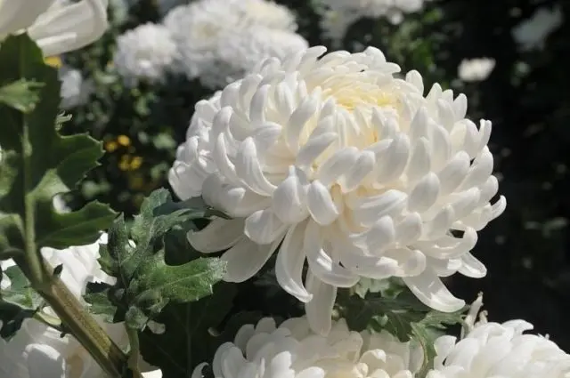 Types of chrysanthemums with photos and names