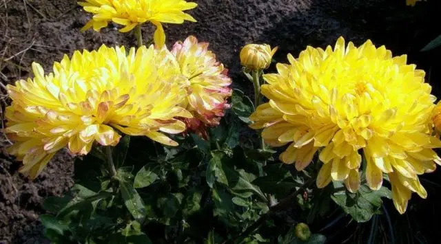 Types of chrysanthemums with photos and names