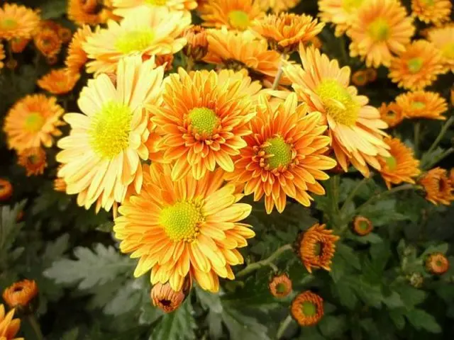 Types of chrysanthemums with photos and names