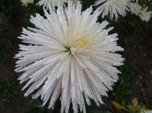 Types of chrysanthemums with photos and names