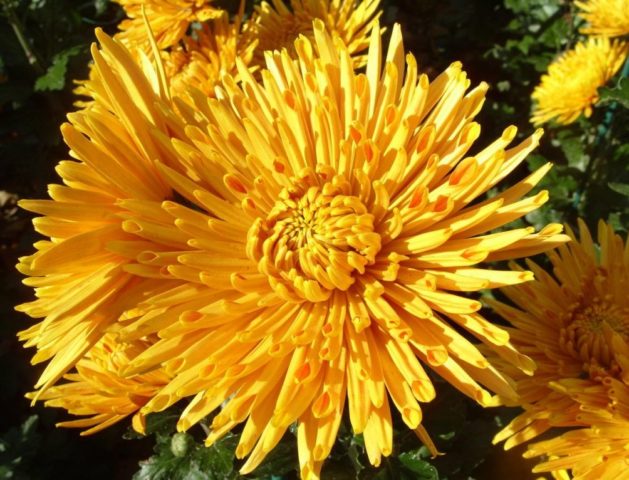 Types of chrysanthemums with photos and names