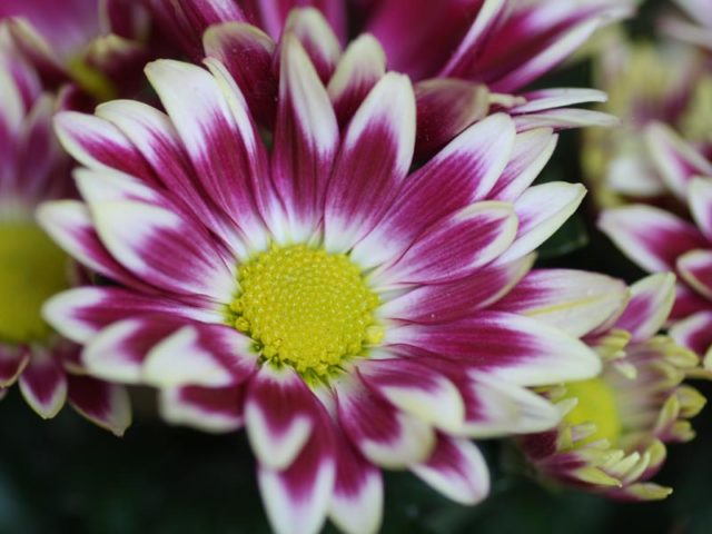 Types of chrysanthemums with photos and names