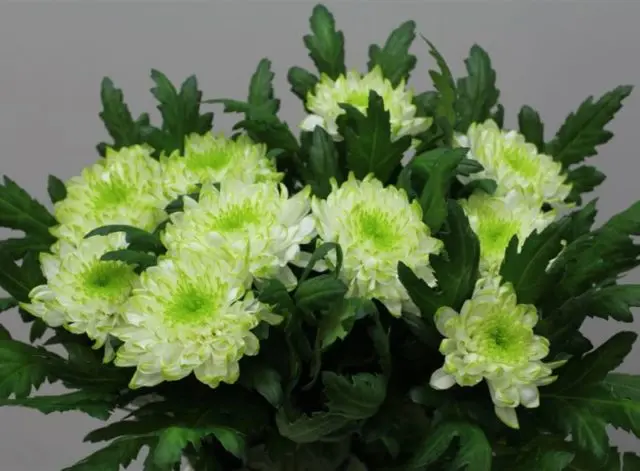 Types of chrysanthemums with photos and names