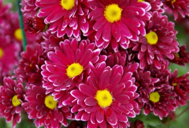 Types of chrysanthemums with photos and names – Healthy Food Near Me