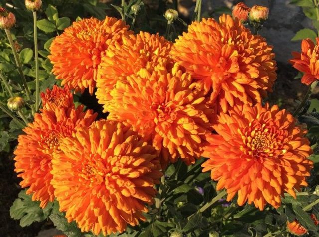 Types of chrysanthemums with photos and names