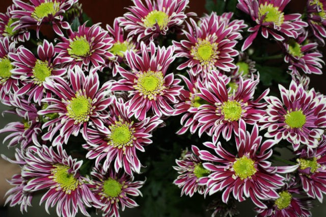 Types of chrysanthemums with photos and names