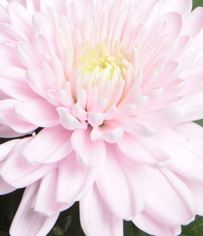 Types of chrysanthemums with photos and names