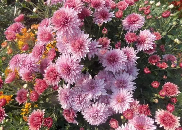 Types of chrysanthemums with photos and names