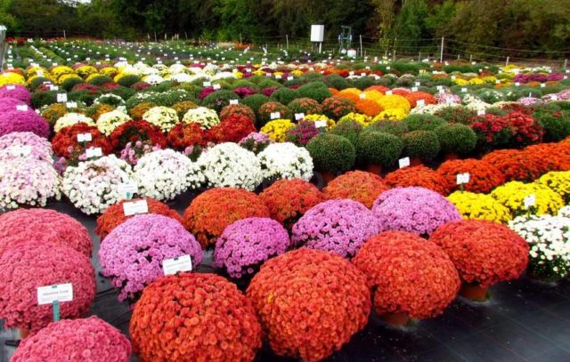 Types of chrysanthemums with photos and names