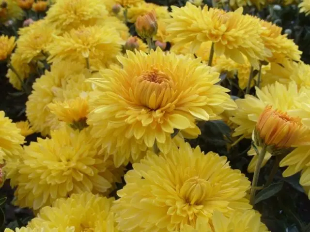 Types of chrysanthemums with photos and names