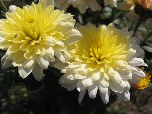 Types of chrysanthemums with photos and names