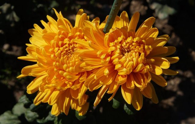 Types of chrysanthemums with photos and names