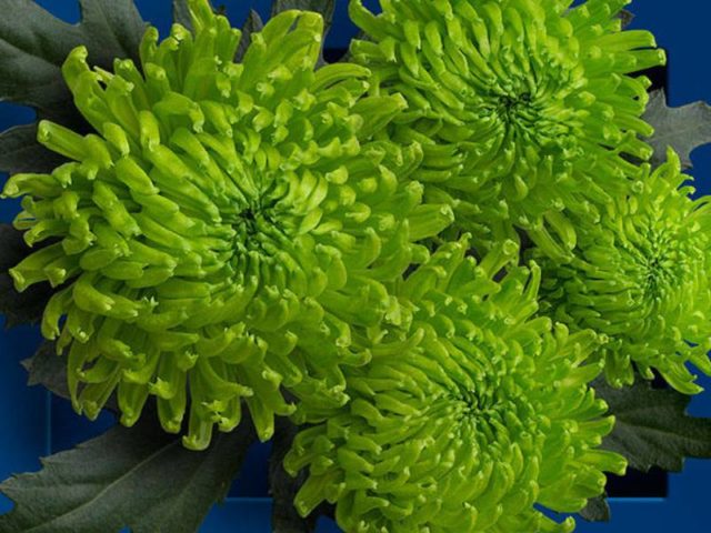 Types of chrysanthemums with photos and names