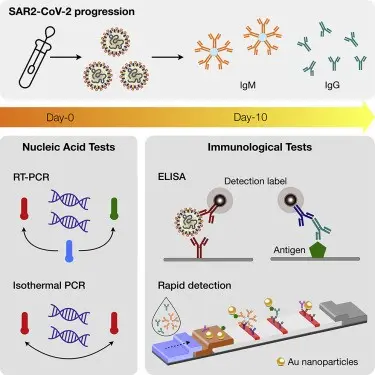Types of coronavirus tests &#8211; genetic and immunological. How do they work and how do they differ?