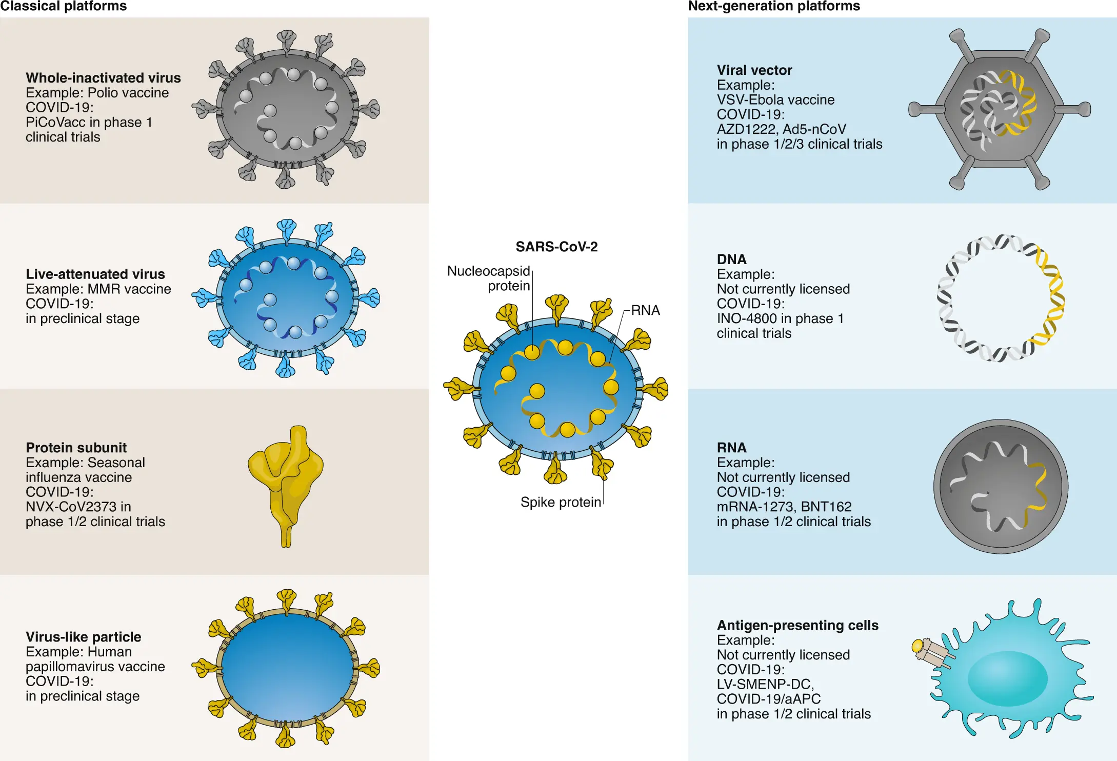 Types of COVID-19 Vaccines. How is vector different from mRNA vaccine? [WE EXPLAIN]