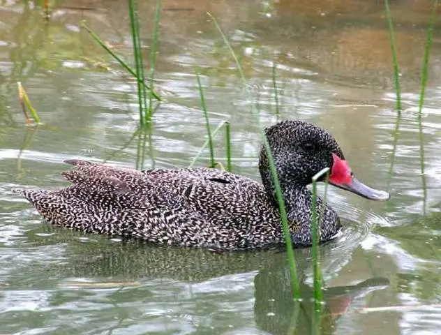 Types of ducks: varieties, breeds of domestic ducks