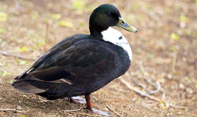 Types of ducks: varieties, breeds of domestic ducks