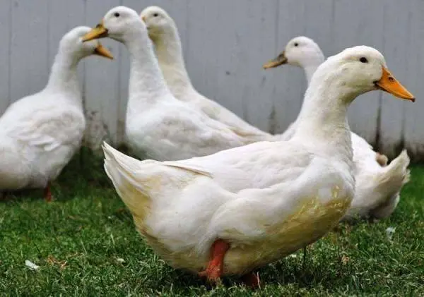 Types of ducks: varieties, breeds of domestic ducks