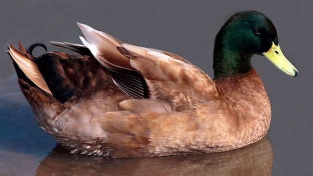 Types of ducks: varieties, breeds of domestic ducks