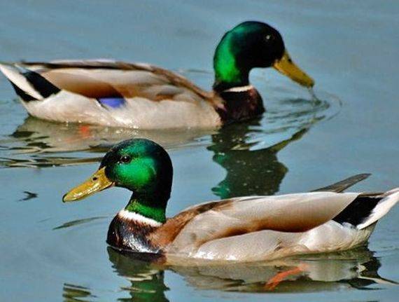 Types of ducks: varieties, breeds of domestic ducks