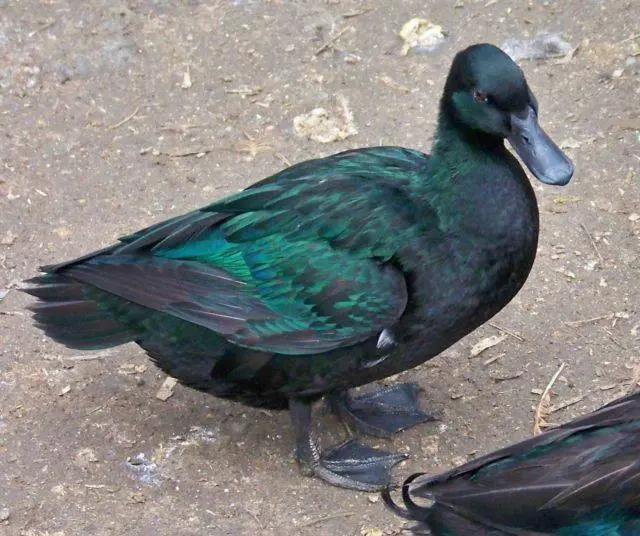 Types of ducks: varieties, breeds of domestic ducks