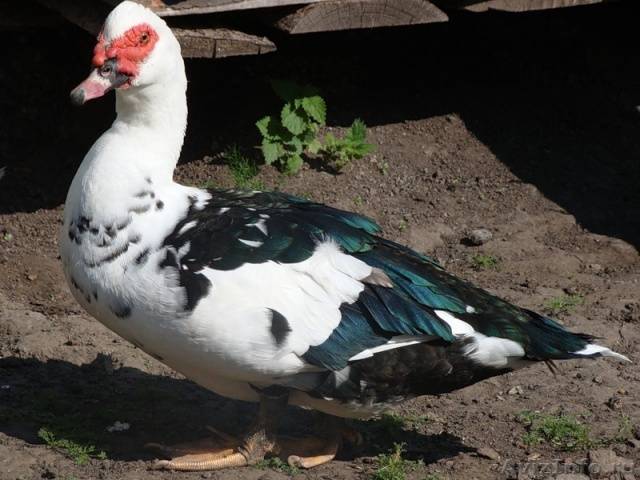 Types of ducks: varieties, breeds of domestic ducks