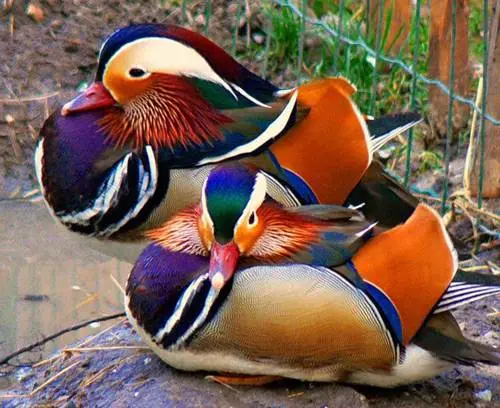 Types of ducks: varieties, breeds of domestic ducks