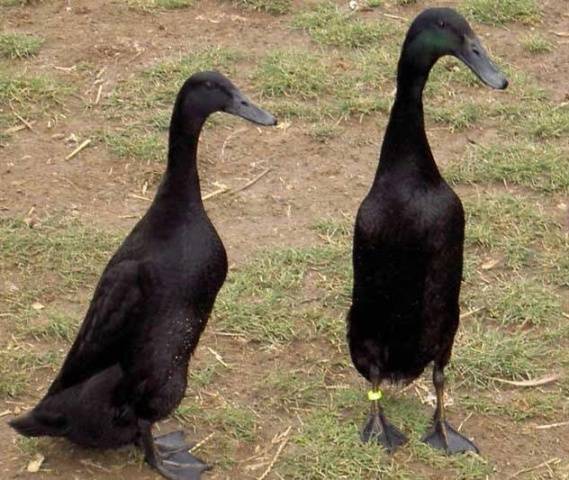 Types of ducks: varieties, breeds of domestic ducks