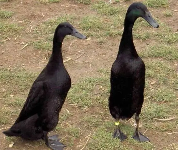 Types of ducks: varieties, breeds of domestic ducks