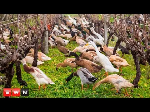 Types of ducks: varieties, breeds of domestic ducks