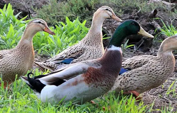 Types of ducks: varieties, breeds of domestic ducks