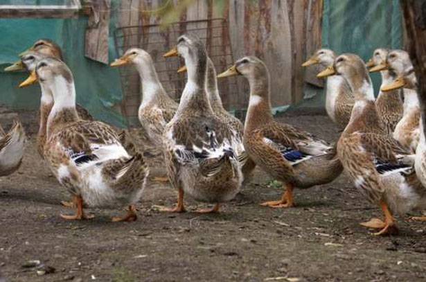 Types of ducks: varieties, breeds of domestic ducks