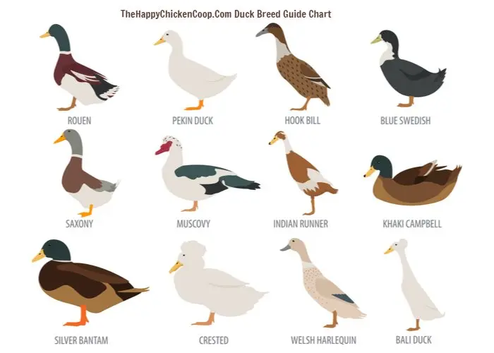 Types of ducks: varieties, breeds of domestic ducks