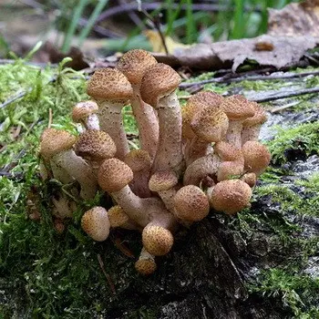 Types of edible autumn mushrooms and the time of their collection