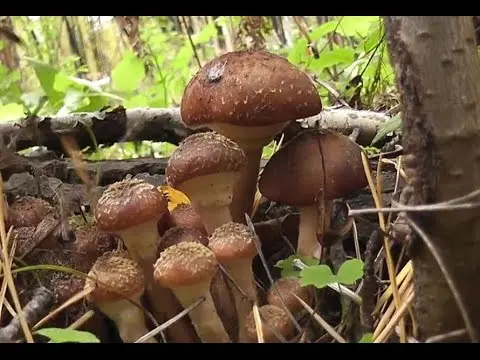 Types of edible autumn mushrooms and the time of their collection