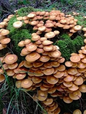 Types of edible autumn mushrooms and the time of their collection