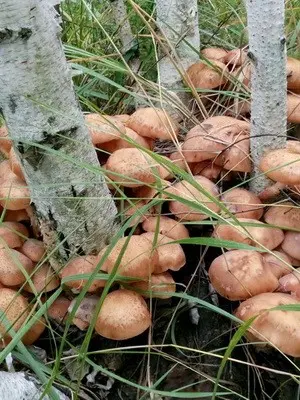 Types of edible autumn mushrooms and the time of their collection