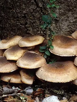 Types of edible autumn mushrooms and the time of their collection