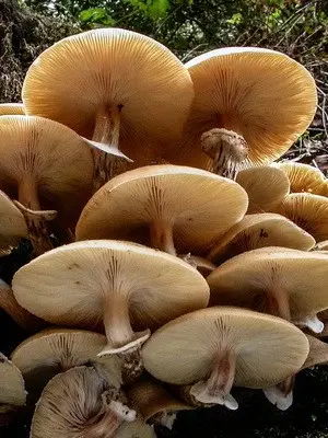 Types of edible autumn mushrooms and the time of their collection