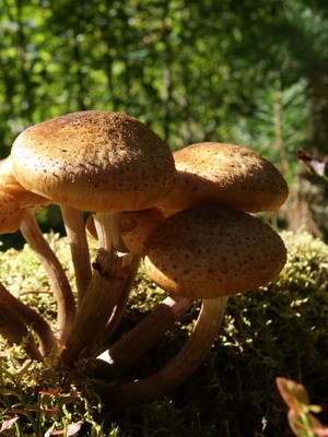 Types of edible autumn mushrooms and the time of their collection