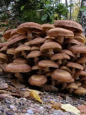 Types of edible autumn mushrooms and the time of their collection