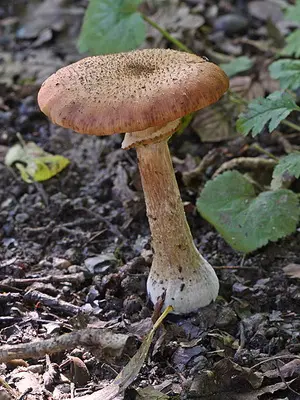 Types of edible autumn mushrooms and the time of their collection