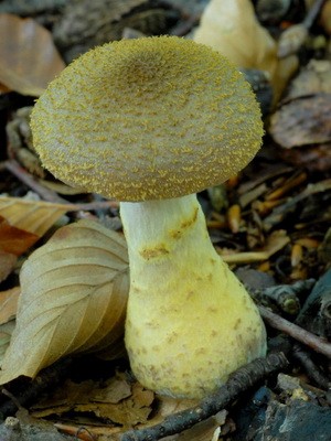 Types of edible autumn mushrooms and the time of their collection