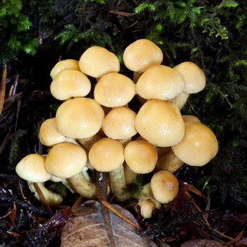 Types of false mushrooms: photo, description, difference from edible mushrooms